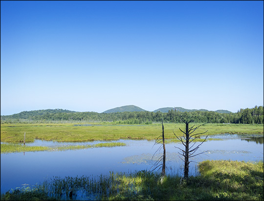 Adirondack Wetlands:  Heron Marsh from the Heron Marsh Trail tower at the Paul Smiths VIC (11 July 2015)