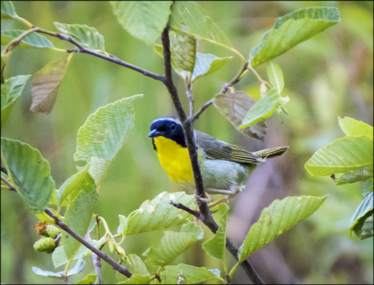 Birds of the Adirondacks:  Male Common Yellowthroat from the Heron Marsh Trail tower at the Paul Smiths VIC (11 July 2015)