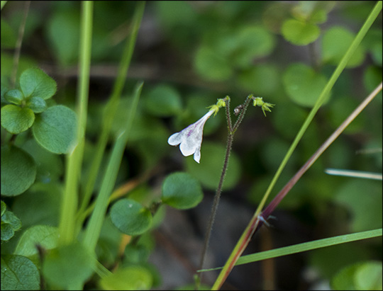 Adirondack Wildflowers:  Twinflower blooming unusually late (11 September 2013)