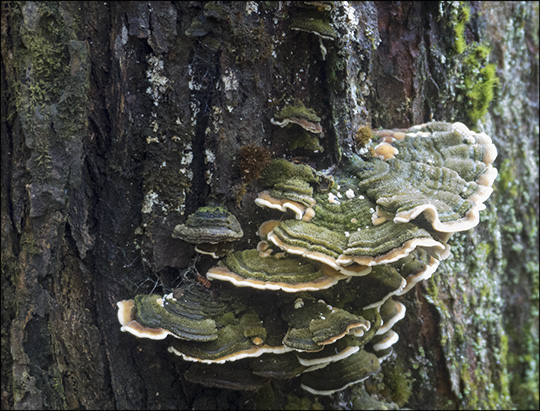 Mushrooms of the Adirondacks: Trichaptum abietinum (11 September 2013)