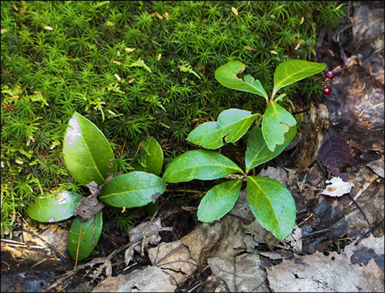 Adirondack Wildflowers:  Wintergreen on the Barnum Brook Trail (11 September 2013)