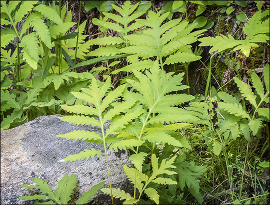 Ferns of the Adirondacks:  Sensitive Fern near Barnum Brook (12 July 2014)