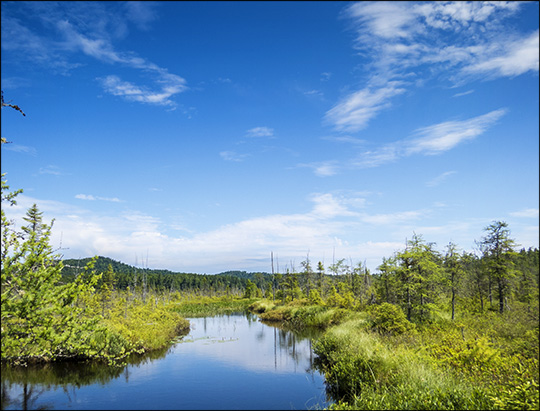Adirondack Wetlands: Barnum Bog at the Paul Smiths VIC