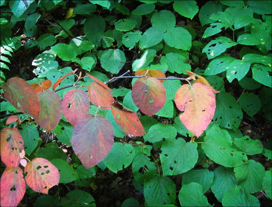 Fall in the Adirondacks:  Hobblebush along the Barnum Brook Trail at the Paul Smiths VIC (12 September 2012)
