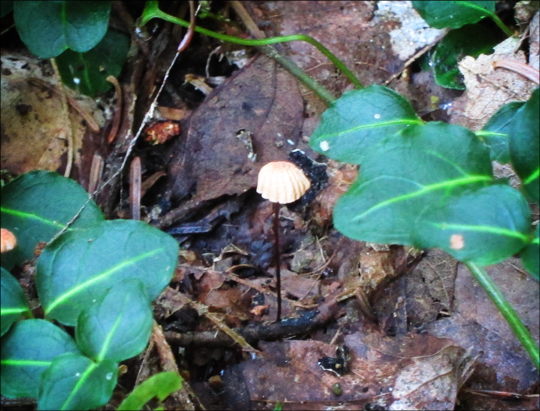 Mushrooms of the Adirondacks: Marasmius siccus on the Boreal Life Trail at the Paul Smiths VIC (12 September 2012)