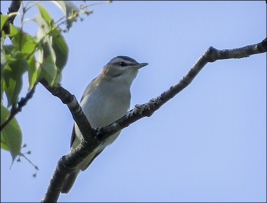 Birds of the Adirondacks: Red-eyed Vireo at the Paul Smiths VIC Parking Lot (13 June 2015)