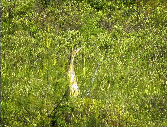 Birds of the Adirondacks:  American Bittern on Heron Marsh from the Heron Marsh Trail Tower (13 June 2015)