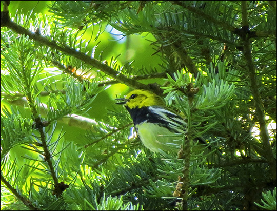 Birds of the Adirondacks: Black-throated Green Warbler on the Loggers Loop Trail (13 June 2015)