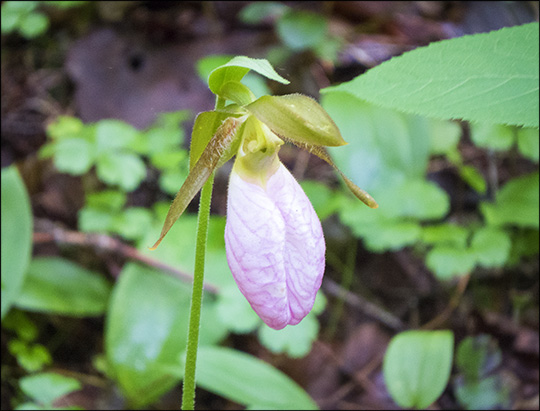 Adirondack Wildflowers: Pink Lady's Slipper on the Barnum Brook Trail (14 June 2014)