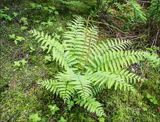 Adirondack Ferns:  Cinnamon Fern near Barnum Bog at the Paul Smiths VIC (15 June 2013)