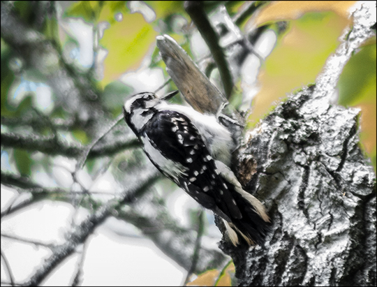 Birds of the Adirondacks:  Hairy Woodpecker near the Paul Smiths VIC Building (15 June 2013)