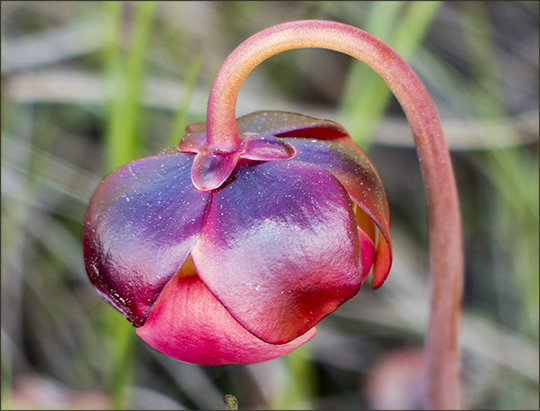 Wildflowers of the Adirondacks: Pitcher Plant in bloom on Barnum Bog at the Paul Smiths VIC (15 June 2013)