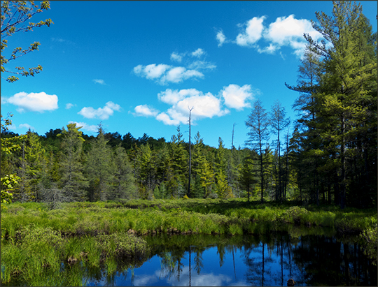 Adirondack Wetlands:  Barnum Brook near the Jenkins Mountain Trail at the Paul Smiths VIC (15 June 2013)
