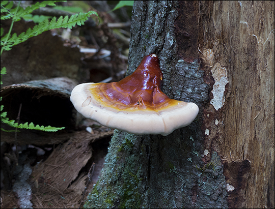 Mushrooms of the Adirondacks: Mushroom (Ganoderma tsugae) on the Boreal Life Trail (15 June 2013)