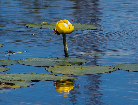 Adirondack Wildflowers:  Yellow Pond Lily on Barnum Brook from the Boreal Life Trail boardwalk (15 June 2013)