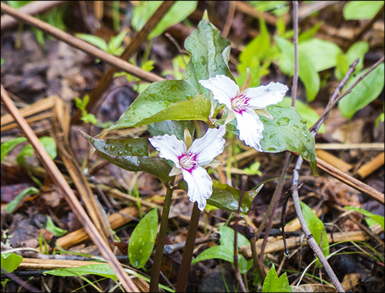 Adirondack Wildflowers: Painted Trillium on the Boreal Life Trail (17 May 2014)