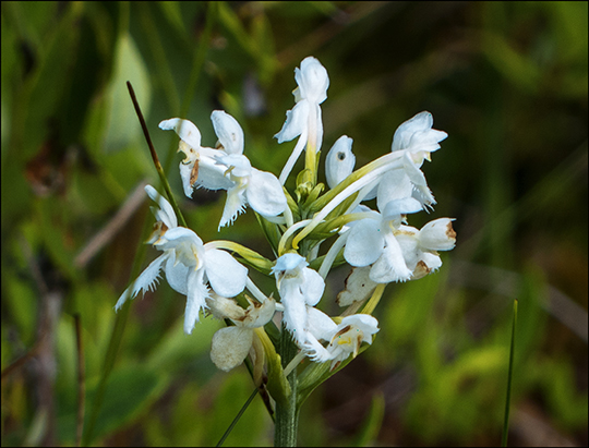 Adirondack Wildflowers:  White-fringed Orchid on Barnum Bog at the Paul Smiths VIC (18 July 2013)