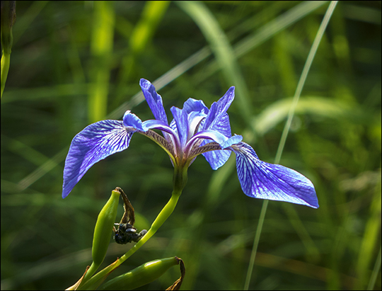 Adirondack Wildflowers: Blue Flag Iris on Heron Marsh at the Paul Smiths VIC (18 July 2013))