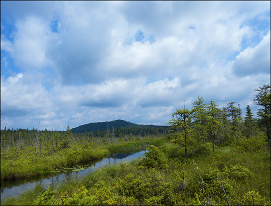 Adirondack Wetlands: Barnum Bog from the Boreal Life Trail at the Paul Smiths VIC (18 July 2013)