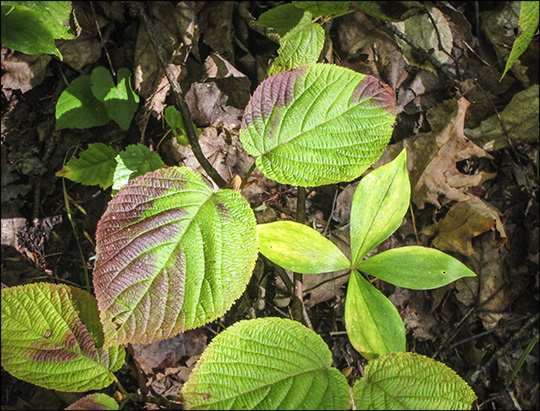 Adirondack Shrubs: Hobblebush (Viburnum lantanoides) on the Barnum Brook Trail (18 September 2013)