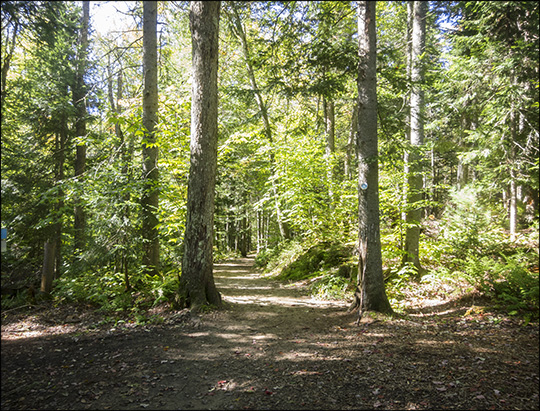 Adirondack Habitats: Mixed Forest on the Barnum Brook Trail  (18 September 2013)