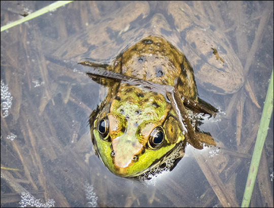 Amphibians of the Adirondacks: Green Frog on Heron Marsh (19 July 2014)