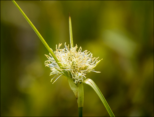 Adirondack Wildflowers:  Cotton Grass on Barnum Bog (19 July 2014)