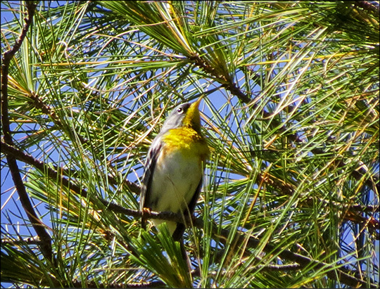 Birds of the Adirondacks:  Northern Parula in an Eastern White Pine near the VIC building (20 June 2015)