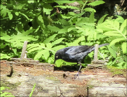 Birds of the Adirondacks: Rusty Blackbird near Barnum Brook at the Paul Smiths VIC (20 June 2015)