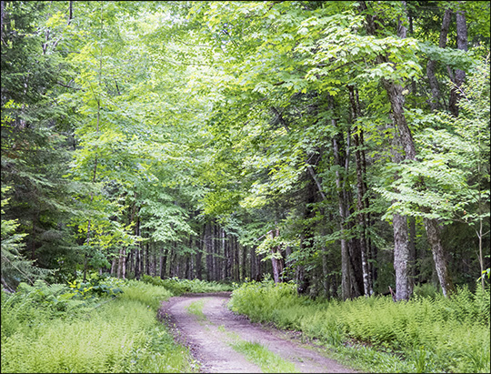 Adirondack Habitats:  Deciduous/conifer forest on the Loggers Loop Trail (21 June 2014)