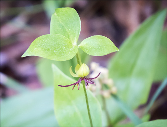 Adirondack Wildflowers:  Indian Cucumber-root on the Boreal Life Trail (21 June 2014)