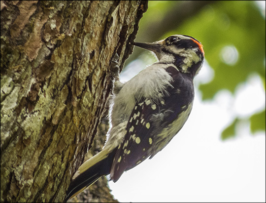 Birds of the Adirondacks:  Hairy Woodpecker on the Loggers Loop Trail (21 June 2014)