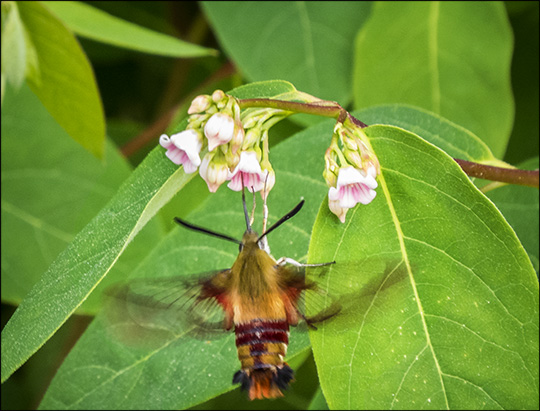 Moths of the Adirondacks:  Hummingbird Clearwing on Spreading Dogbane (21 June  2014)
