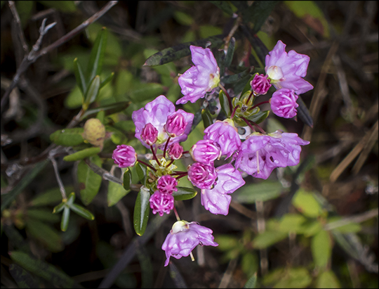 Adirondack Wildflowers:  Bog Laurel in bloom on Barnum Bog from the Boreal Life Trail Boardwalk (22 May 2013)