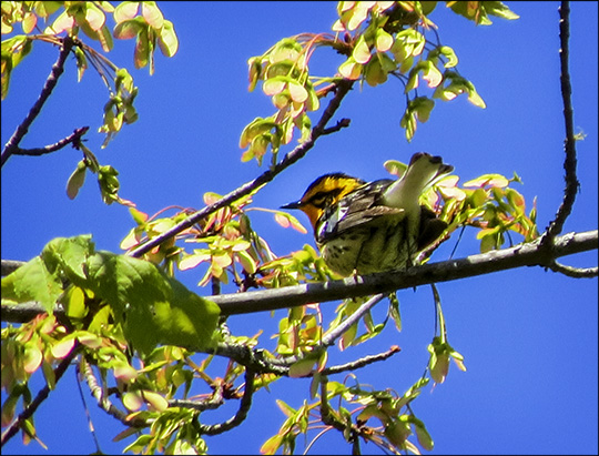 Birds of the Adirondacks:  Blackburnian Warbler on the Boreal Life Trail (23 May 2015)