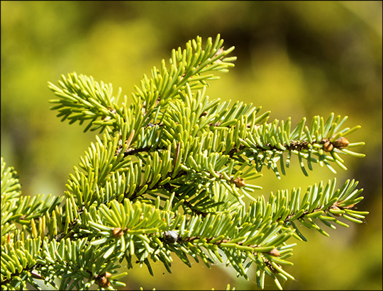 Trees of the Adirondacks: Black Spruce on Barnum Bog (23 May 2015)