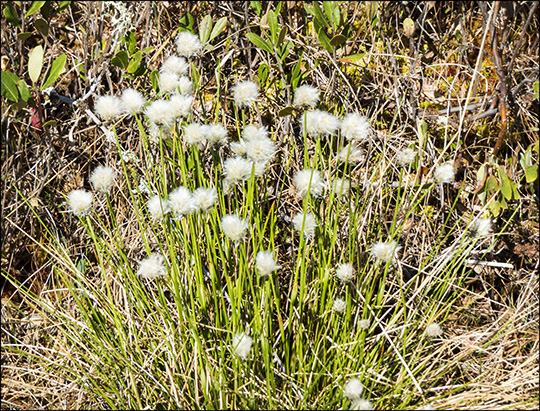 Adirondack Wildflowers:  Cotton Grass on Barnum Bog (23 May 2015)