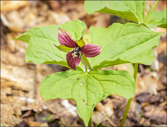 Adirondack Wildflowers: Purple Trillium on the Loggers Loop Trail (24 May 2014)