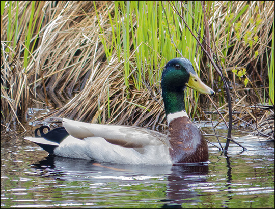Birds of the Adirondacks: Mallard on Barnum Brook (24 May 2014)