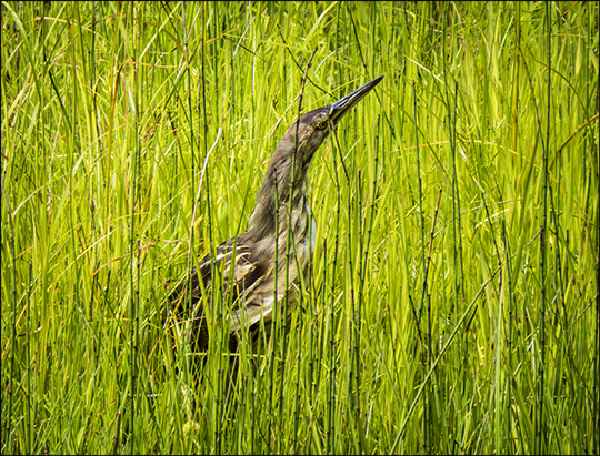Birds of the Adirondacks:  American Bittern on Heron Marsh (26 July 2014)