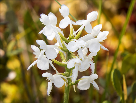 Adirondack Wildflowers: White Fringed Orchid on Barnum Bog (26 July 2014)