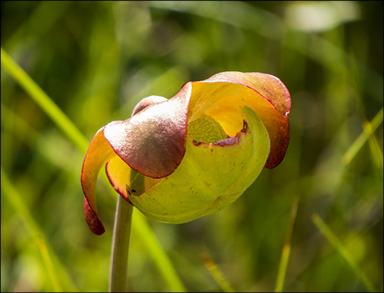 Adirondack Wildflowers: Pitcher Plant on Barnum Bog (26 July 2014)