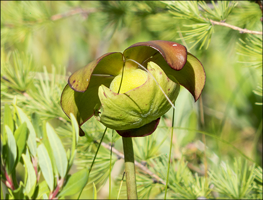 Adirondack Wildflowers: Pitcher Plant blooming on Barnum Bog at the Paul Smiths VIC (27 July 2013)