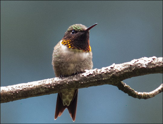 Birds of the Adirondacks: Ruby-throated Hummingbird near the VIC building (27 July 2013)