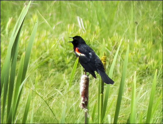 Birds of the Adirondacks:  Male Red-winged Blackbird on Heron Marsh at the Paul Smiths VIC (27 June 2015)