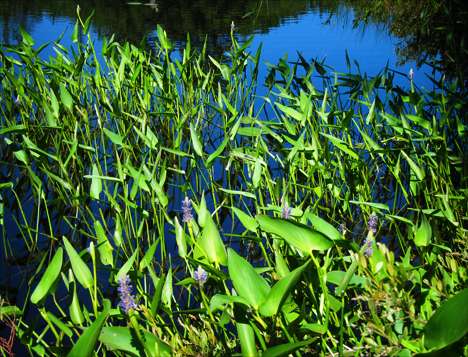 Adirondack Wildflowers: Pickerelweed on Heron Marsh at the Paul Smiths VIC