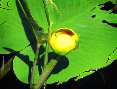 Adirondack Wildflowers: Yellow Pond Lily blooming on Heron Marsh at the Paul Smiths VIC (28 June 2012)