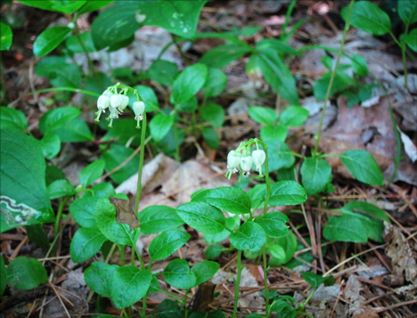 Adirondack Wildflowers: One-sided Pyrola in bloom at the Paul Smiths VIC (28 June 2012)