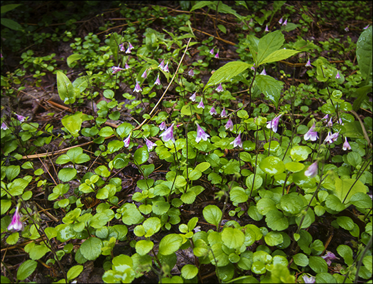 Adirondack Wildflowers: Twinflower blooming on the Barnum Brook Trail at the Paul Smiths VIC (29 June 2013)