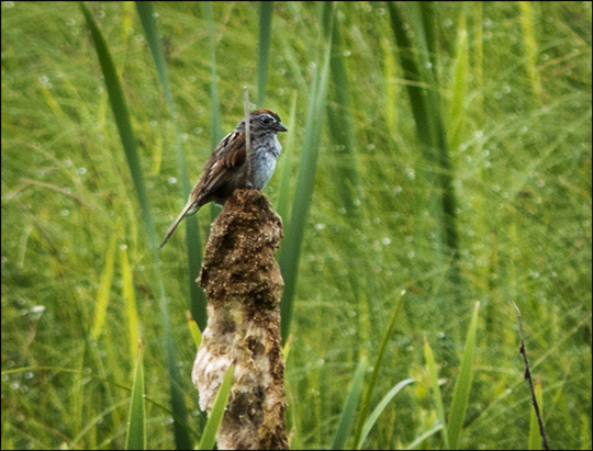 Birds of the Adirondacks:  Swamp Sparrow on Heron Marsh at the Paul Smiths VIC (29 June 2013)